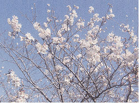 第4回　「桜を見ると思い出す」