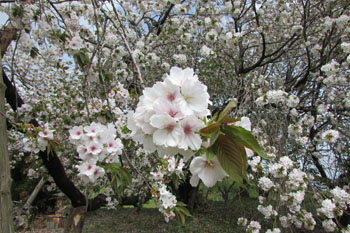 写真④結麗桜