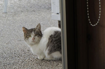 写真⑤道の駅むなかたで見かけた野良猫
